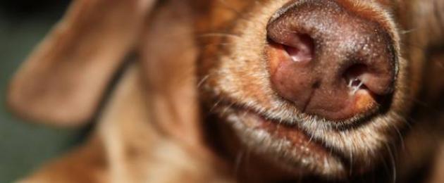 Насморк у собак могут вызывать простейшие. Так ли опасен насморк у собаки и методы борьбы с ним