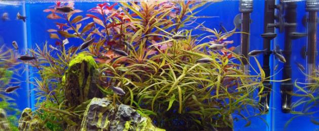 Марганцовка в аквариум с рыбками доза. Как продезинфицировать аквариум самыми известными способами? Лечение аквариумных рыбок и растений марганцовкой