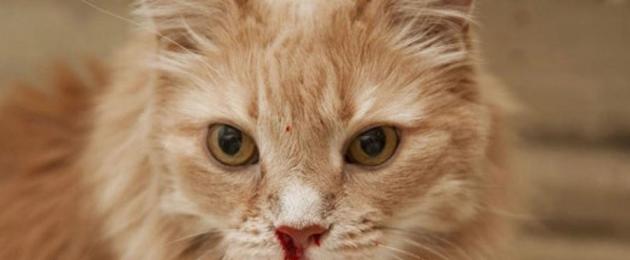 Остановить кровотечение из матки у кошки травой. Что делать, если у кота из носа идет кровь