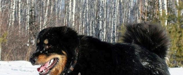 Каких собак называют волкодавами? Волкодав - происхождение породы, секреты, советы Алтайский волкодав описание собаки. 