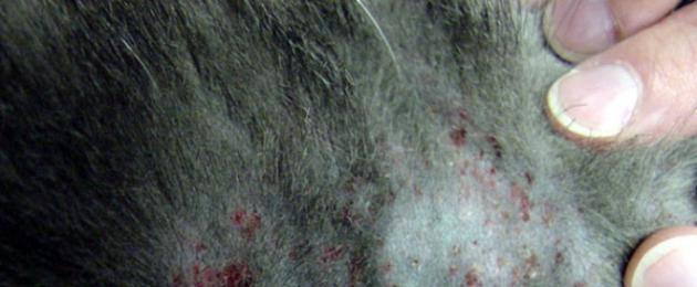 Корм для кошек чтоб шерсть не лезла. Почему у кошки выпадает и лезет шерсть: причины и лечение, что делать в домашних условиях, витамины