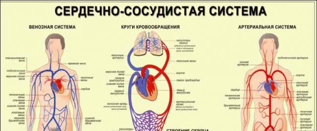 Сердце сосуды кровеносная система человека. Циркуляторная система человека: кровеносная и лимфатическая системы, функции, строение, заболевания