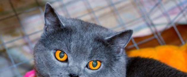 Какое зрение у кошки - цветное или черно-белое? Мир глазами кошки. Цвет глаз у британских кошек Цвет глаз у черных британских кошек