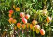 Все о манго — описание фрукта