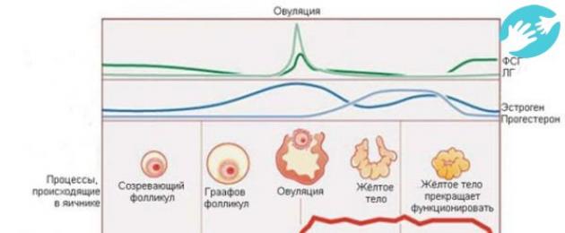 Овуляция картинки реальные