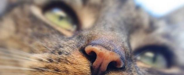 Il gattino ha il naso secco.  Trattamento di problemi dermatologici