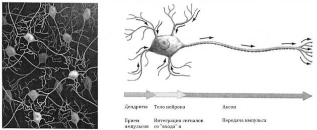 La trasmissione delle informazioni da parte dei neuroni nel cervello.  Neuroni del cervello: nascita e vita