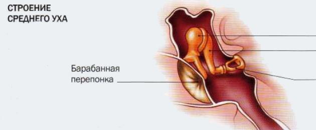 К структурам внутреннего уха относятся. Внутреннее ухо