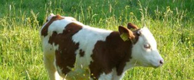 Популярные имена коров. Самые распространённые клички быков