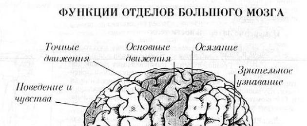 Отделы головного мозга и их функции рисунок