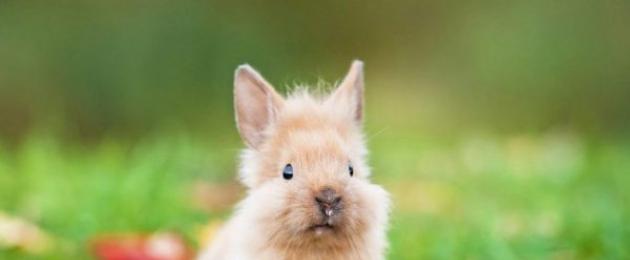 Декоративные кролики уход за ними дома. Как ухаживать за декоративным кроликом в домашних условиях? На что стоит обратить внимание при покупке крольчонка