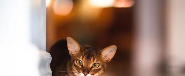Описание абиссинской породы. Абиссинская кошка – лазуритовый зверь горизонта