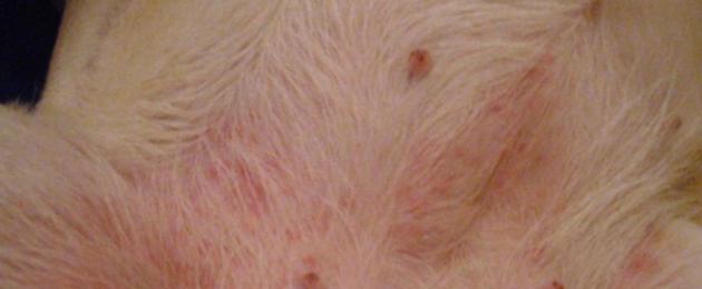 Бить ли тревогу при обнаружении у собаки сыпи на теле. Красное пятно на животе у собаки: причины, диагностика и лечение У собаки на животе красные прыщики