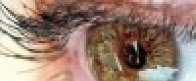 О чем говорят глаза каре зеленые. Как цвет глаз влияет на характер? Глаза хамелеоны макияж