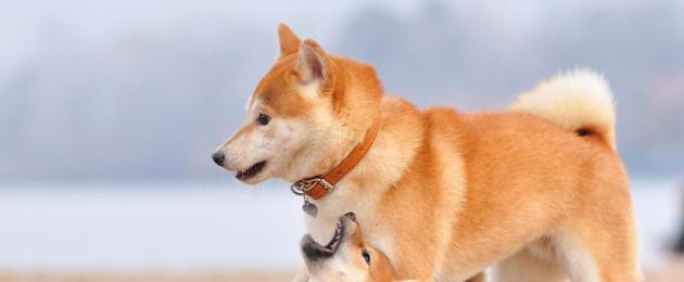 Собака-улыбака: порода. Сиба-ину (шиба-ину): описание породы, характер, уход, отзывы