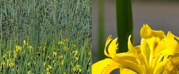 Ирис болотный (Iris pseudacorus) или ложноаировый. Касатик желтый (Дудченко Л.Г.) Касатик желтый