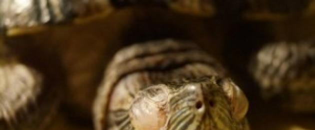 Полный отек одного глаза у черепахи. Болезни глаз красноухих черепах