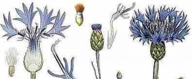 Василек (лат. Centaurea)