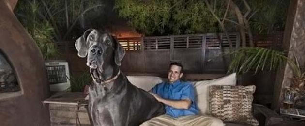 Гигант джордж самый большой дог в мире. Самая большая собака в мире
