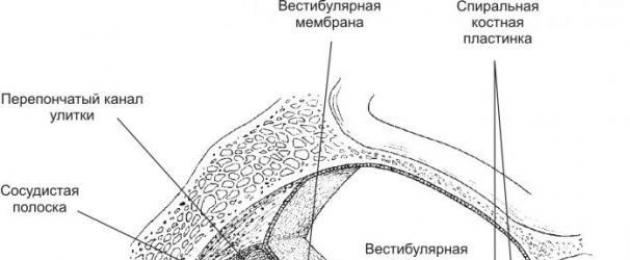 Элементы внутреннего уха. Строение и функции наружного, среднего и внутреннего уха