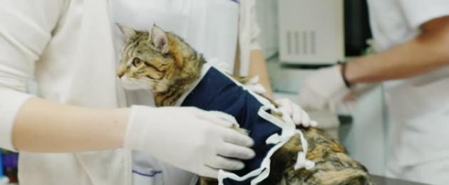 Come prendersi cura di un gatto subito dopo la sterilizzazione.  Periodo postoperatorio dopo la sterilizzazione