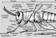 Libro: Identificatore degli insetti tramite larve