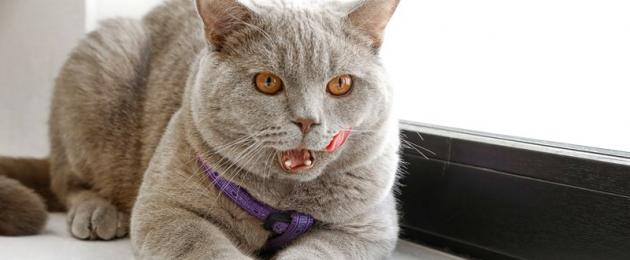 Come svezzare un gatto per mangiare i cetrioli dell'orto.  Perché i gatti hanno paura dei cetrioli?