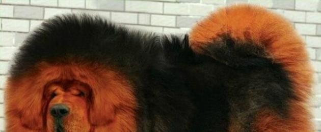 Documenti sulla razza del mastino tibetano.  Il mastino tibetano è il cane più costoso del mondo Il mastino tibetano è il cane più costoso
