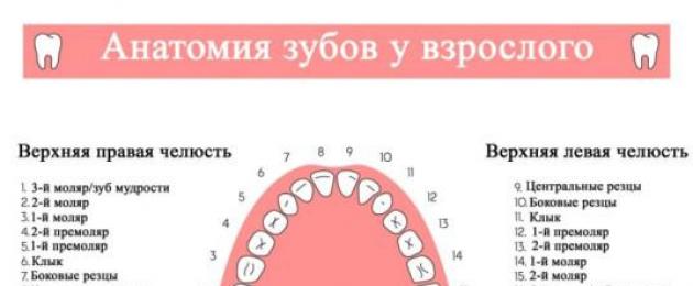 Строение зубной челюсти. Строение зуба человека: схема