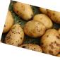 La storia delle patate