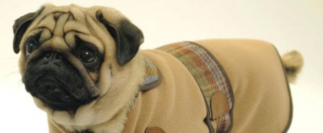 ملابس للكلاب: تاريخ أزياء الكلاب.  أزياء للكلاب: من الرأس إلى العباءة الذهبية