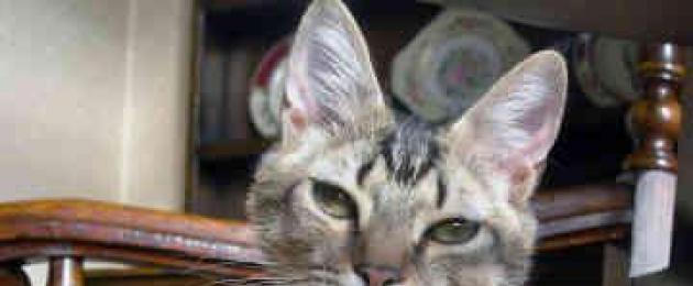 Абиссинские котята описание. Характер абиссинской кошки: «минипума» с душой собаки
