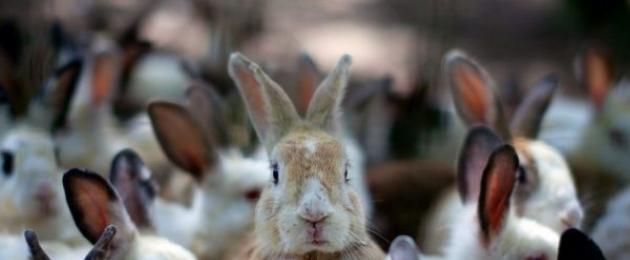 В чем отличие кролика от зайца. Полезные привычки кролика Поведение кроликов