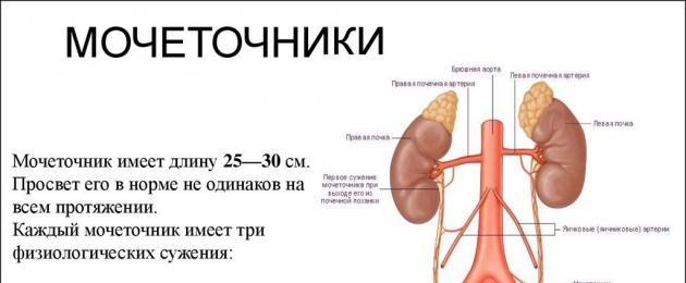 Признаки воспаления уретры. Уретрит - воспаление мочеточников: симптомы, диагностика, методы лечения