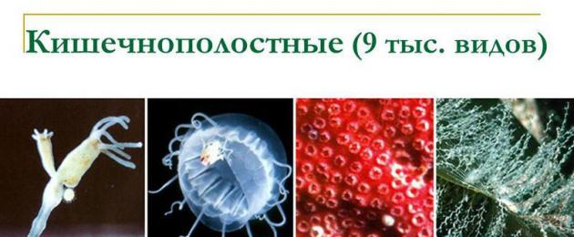 Многообразие одноклеточных организмов презентация к уроку по биологии (11 класс) на тему. Презентация к уроку.Тема: 