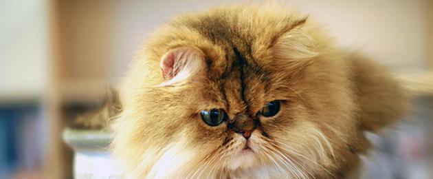 Какие породы кошек пушистые? Пушистые породы кошек Пушистые кошки и коты. 
