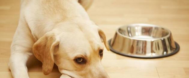 Простуда у собак симптомы и лечение. Простуда у собак: причины, симптомы и лечение