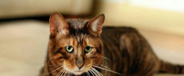 Самые редкие коты в мире. Кошки редких пород: название и описание