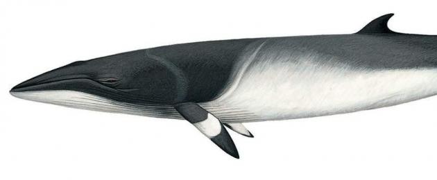 Малый полосатик (Balaenoptera acutorostrata)Eng. Minke whale