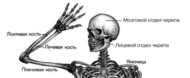Il sistema muscolo-scheletrico umano è costituito da parti.  Sistema muscoloscheletrico