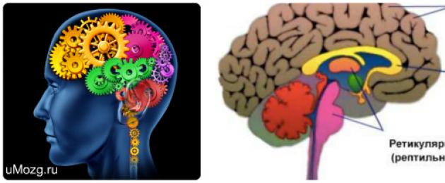 Sezioni del cervello e loro funzioni.  Elaborazione delle informazioni nel cervello umano