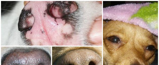 Perché il naso si illumina?  Perché il naso di un cane si illumina: cause naturali e domestiche e un patologo