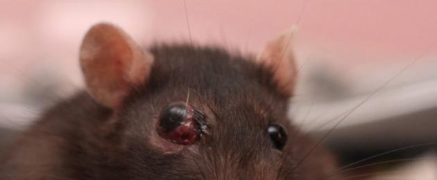 Причины заболеваний декоративных крыс. Болезни декоративных крыс Абсцессы у декоративных крыс