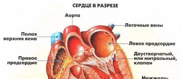 Признаки болезни сердца у ребенка 5 лет. Болезни сердца у детей