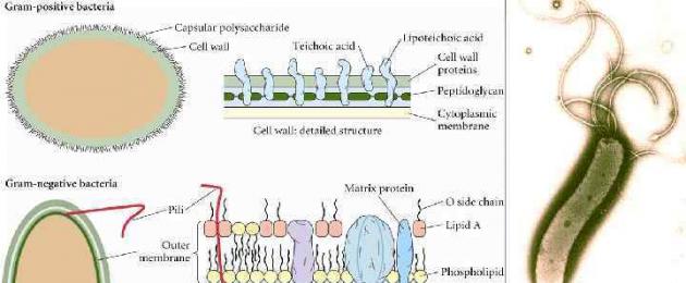 Реверсия персистирующих форм микобактерий в размножающихся мбт. Регенерация клеточной стенки и реверсия к клеточным формам Реверсия нанобактерий в исходные формы