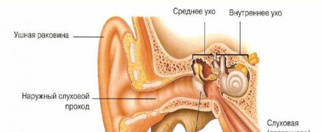 Отит — что это такое, виды, симптомы у взрослых, лечение отита уха. Отит у новорожденных и грудничков