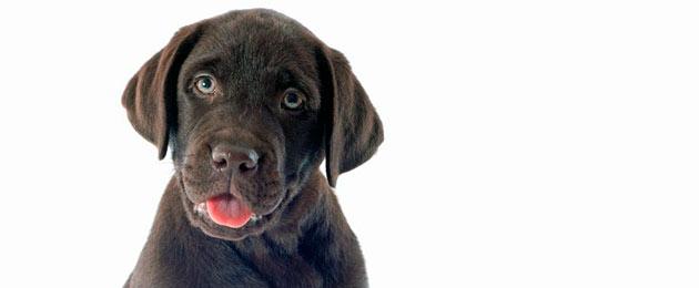 Лекарство ветом 1.1 для животных. Как укрепить здоровье собаки с помощью ветома