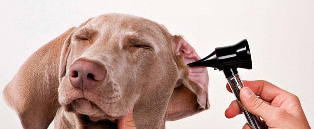 Капли в уши собаке от отита. Другие составляющие клинической картины