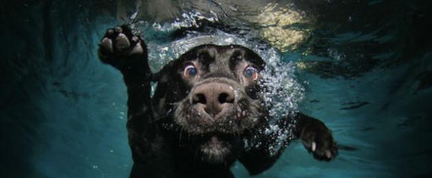 Полезно ли плавание для парализованной собаки. Плавание: в каком количестве оно нужно собакам и нужно ли вообще