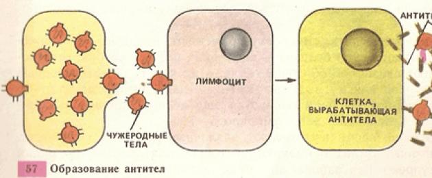 Как нарисовать лимфоцит